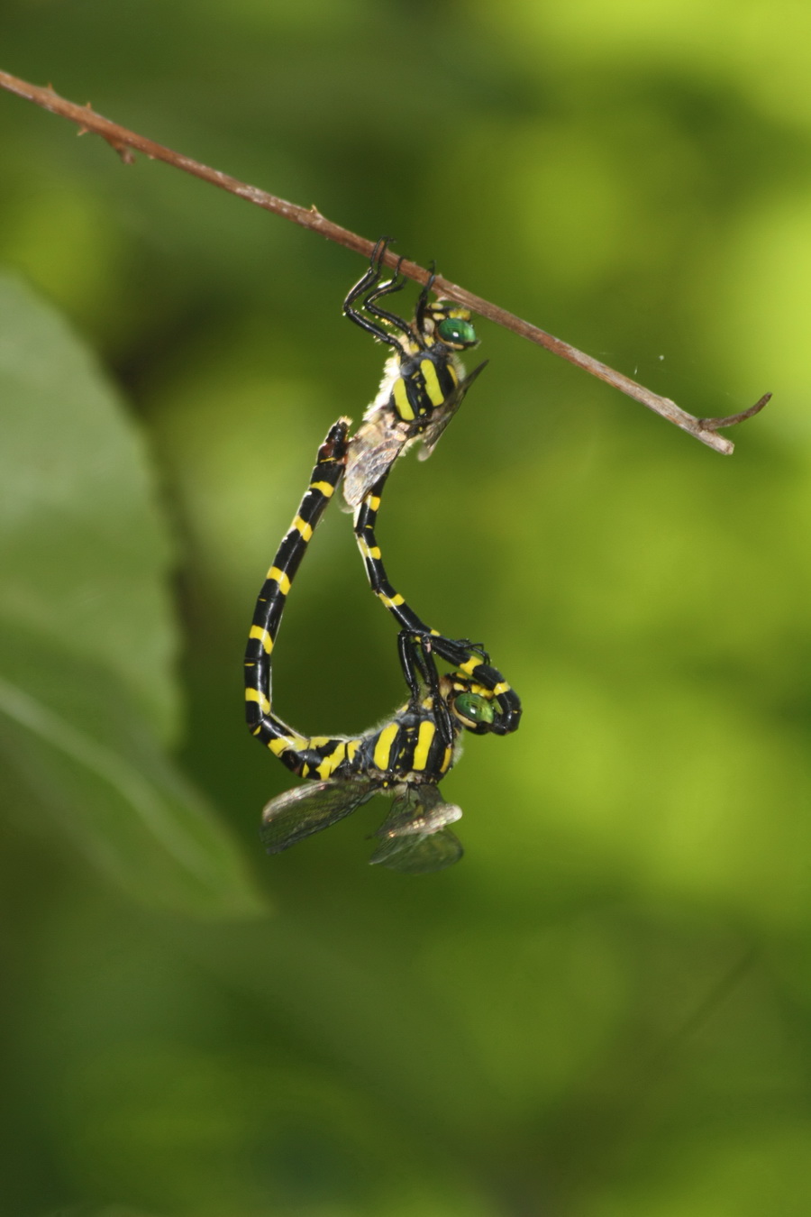 Cordulegasteridae dalla Grecia: Cordulegaster heros